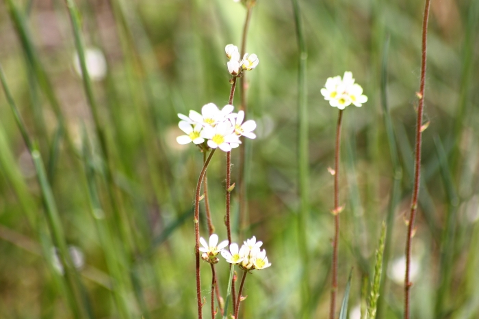 Saxifraga bulbifera